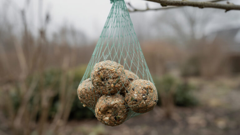 Waarom je nooit vetbollen in een plastic netje moet ophangen.